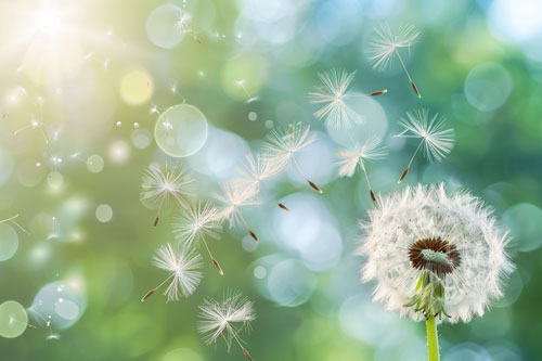 A dandelion representing hope, possibility, and renewal